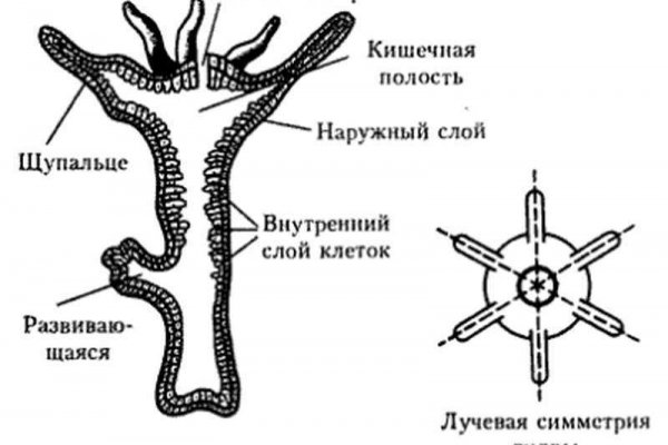 Кракен перестал работать