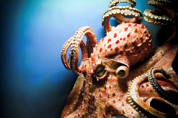 Kraken 13at сайт