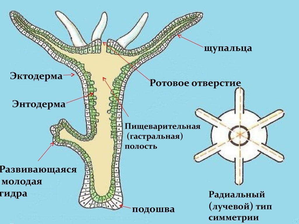 Сайт кракен не работает почему